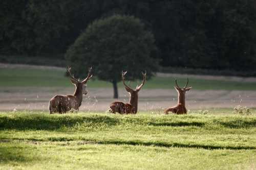 Richmond_Park_-_London_-_England_-_02102005.jpg