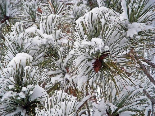 Snowy Pine Needles.PNG