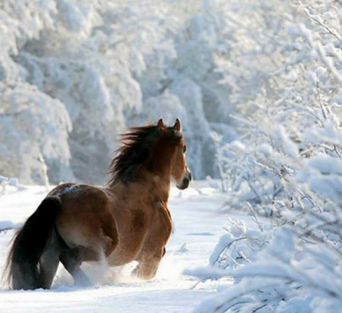 Cheval dans la neige.PNG