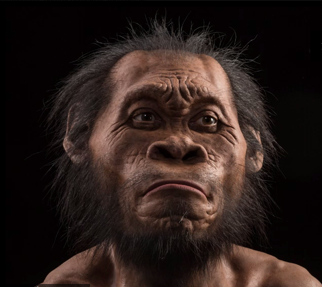 Homo Naledi.PNG