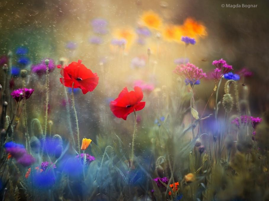 Monet's Garden by Magda Bognar.PNG