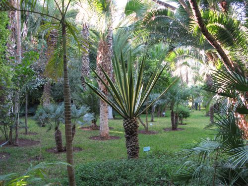 Jardin Majorelle à Marrakech