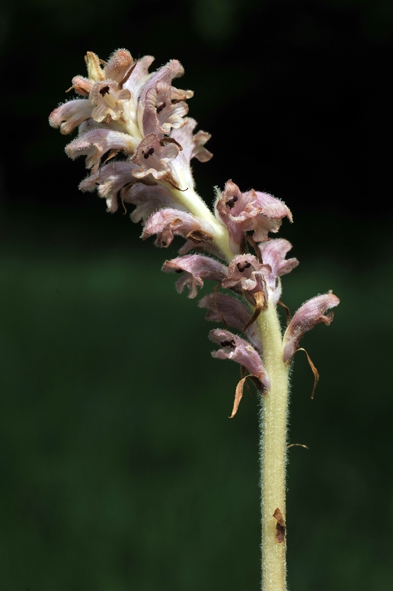 Orobanche caryophyllacea (1) blog.jpg