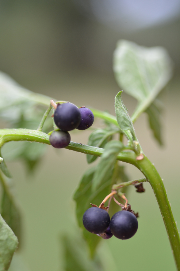 Solanum nigrum 1 blog.jpg