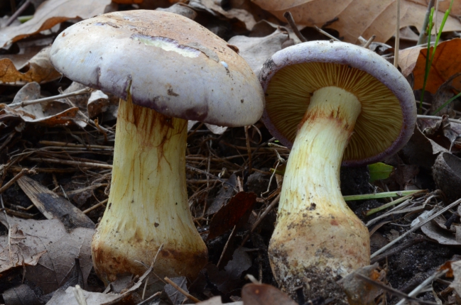 Cortinarius xanthophyllus 2 blog.jpg