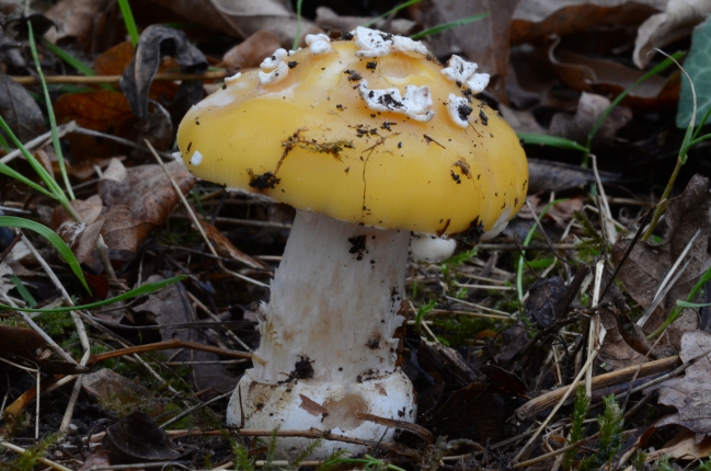 Amanita gemmata 1 blog.jpg