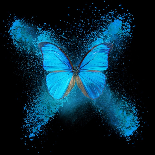 papillon-bleu_mini_1386279415.jpg