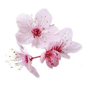fleur-cerisier-285x285.jpg