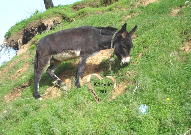 Le rôle de l'âne en Kabylie