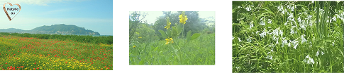 https://static.blog4ever.com/2015/02/795987/printemps-fleurs-kabylie-2.png