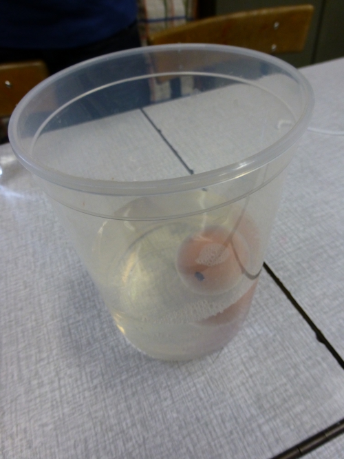 P1000013.JPG