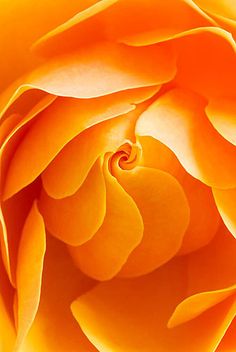 fond fleur orangée.jpg