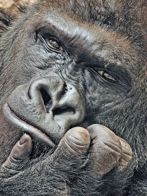 visage gorille paisible.jpg