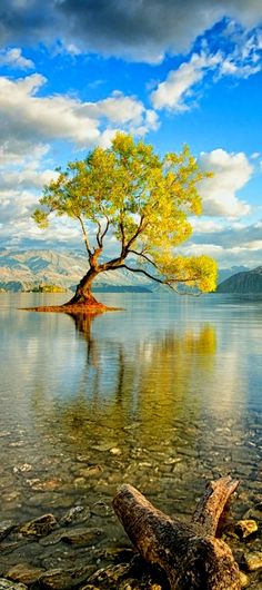 arbre au milieu lac.jpg