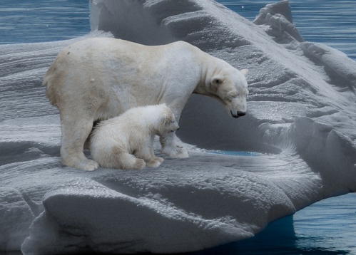 polar-bear arctique (à la une).jpg