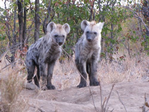 Jeunes hyènes - Parc National du Kruger (Afrique du Sud)
