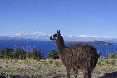 6_Lama et vue sur les montagnes depuis Isla Del Sol.JPG
