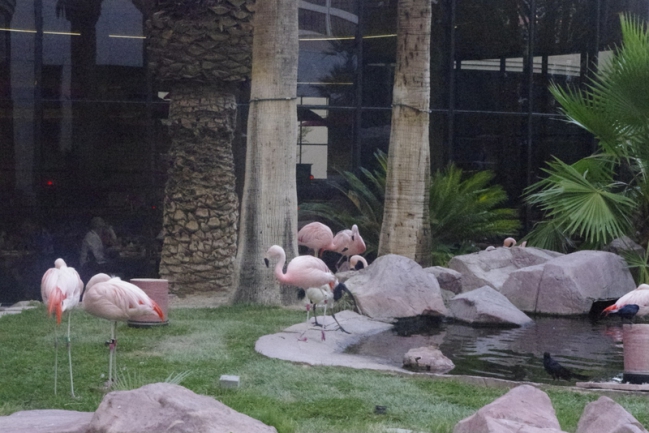 7_Le Flamingo.JPG