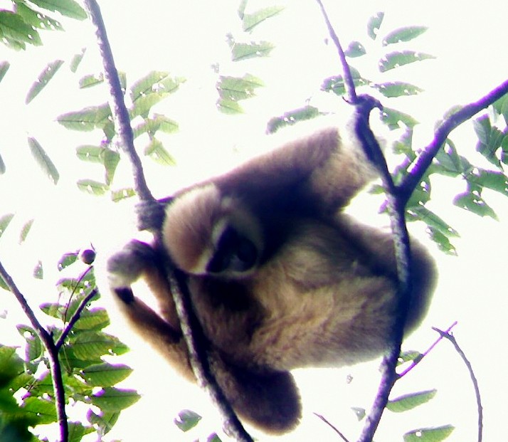 Gibbon 2.jpg