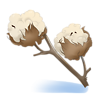Fleur de coton.png