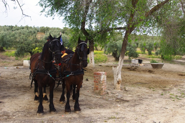 IMGP6067.JPG