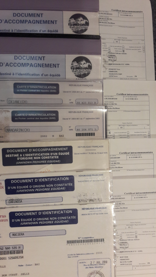 passeports chevaux.jpg