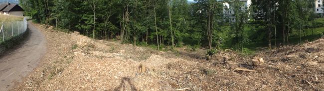 Sur une surface de 10000 m2, le bois classé est transformé en champ de désolation... à quelques mètres des immeubles de Caramagne! (photo juin 2015)