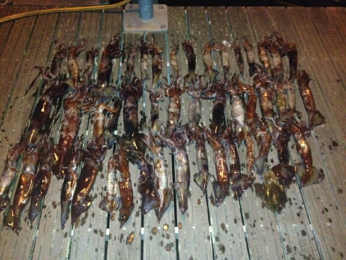 49 calamars.jpeg