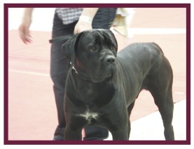 CaneCorso1.jpg