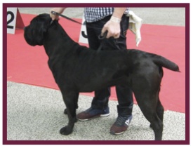 CaneCorso2.jpg