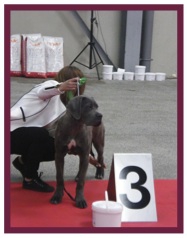 CaneCorso5.jpg