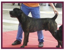 CaneCorso11.jpg