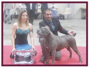 CaneCorso12.jpg