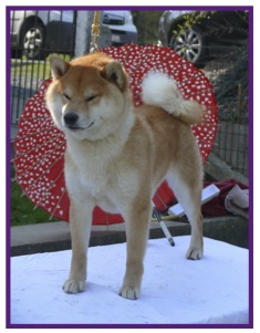 Shiba2.jpg