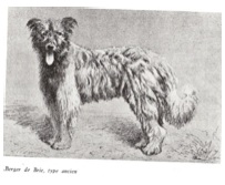 Briard5.jpg