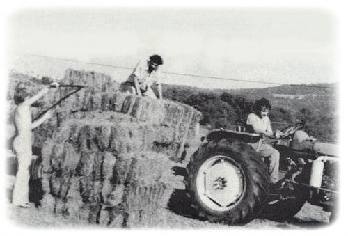 1978. Les foins de Dhagpo avec Pierrot, Jean-Pierre et Petit Louis.