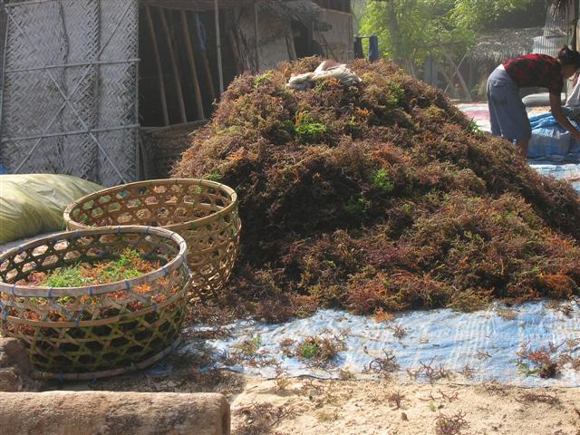 nusa_lembongan_algues_09.jpg