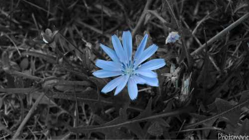 fleur bleu.png