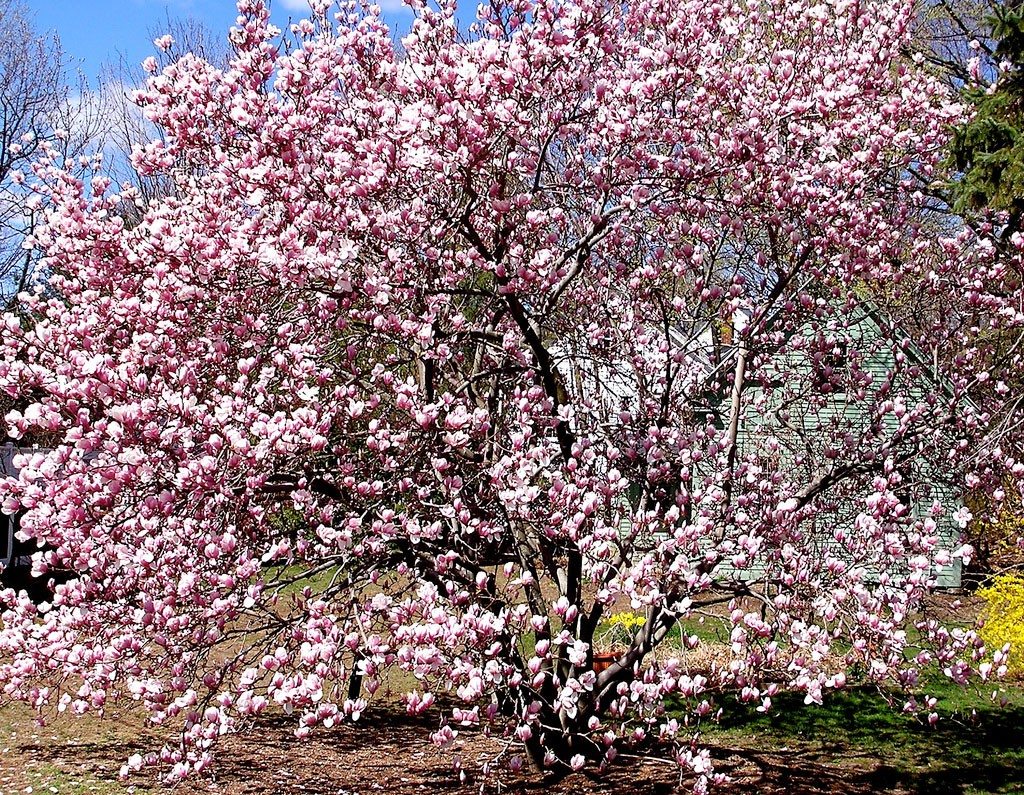magnolia-tree1.jpg