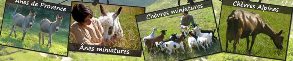 www.ferme-des-tourelles.net - Photos mini-chèvres 1er semestre 2015