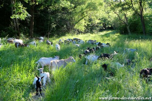 On poursuit tranquillement la marche pour atteindre les pâtures d'été