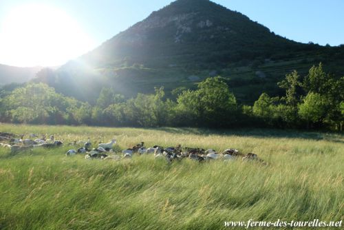 Nous voici arrivé au champ de Lafarandier à approximativement 600 m de la ferme