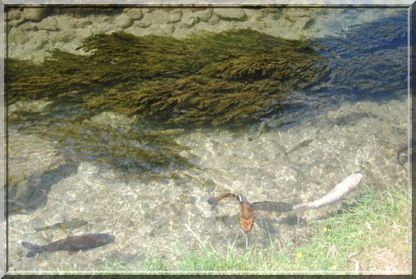 poissons en eau claire.JPG