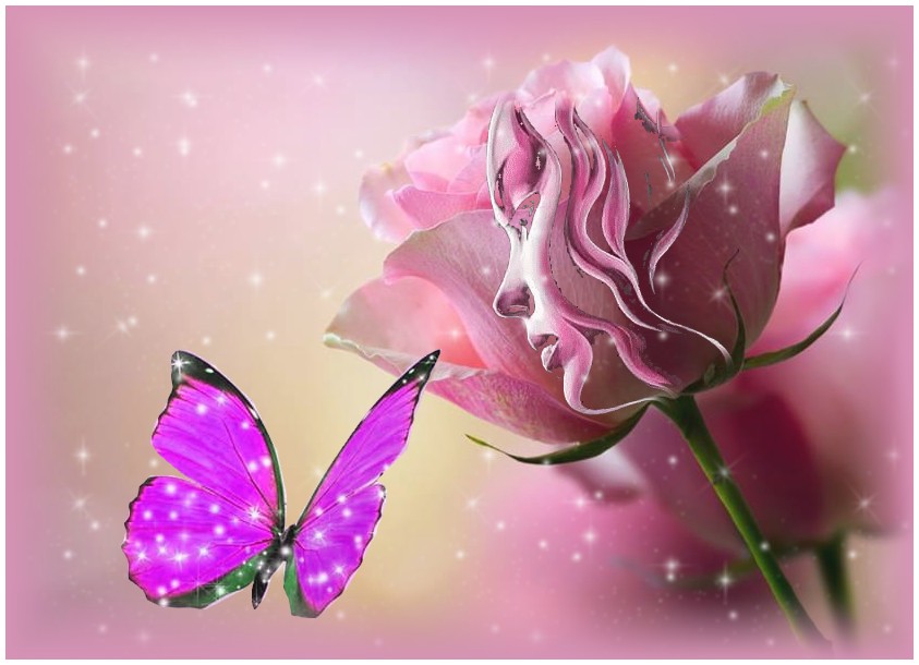 La rose et le papillon.jpg