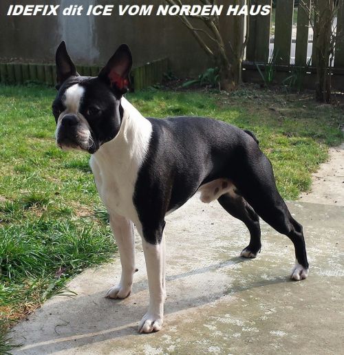 IDEFIX dit ICE VOM NORDEN HAUS