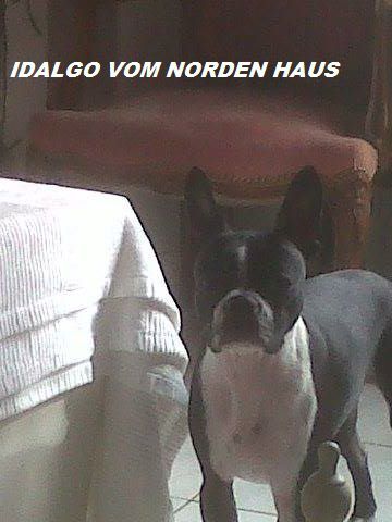 IDALGO VOM NORDEN HAUS