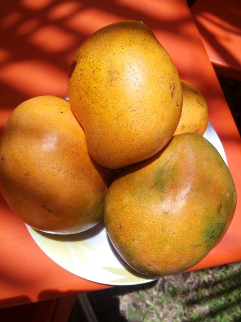 MANGUE.jpg