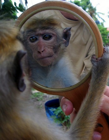 Monket eyes monkey thoughts.jpg