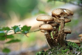mushrooms-548360__180.jpg