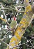 green-woodpecker-92610_640.jpg